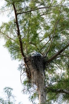 Female swallow-tailed kite Elanoides forficatus sits on a nest in Naples, Florida