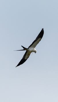 Flying swallow-tailed kite Elanoides forficatus with a Cuban knight anole in its clutches in Naples, Florida