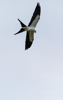 Flying swallow-tailed kite Elanoides forficatus with a Cuban knight anole in its clutches in Naples, Florida