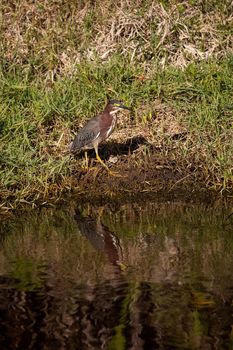 Little green heron Butorides virescens wading bird hunts for food in a marsh at Liberty Park in Naples, Florida, USA