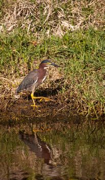 Little green heron Butorides virescens wading bird hunts for food in a marsh at Liberty Park in Naples, Florida, USA
