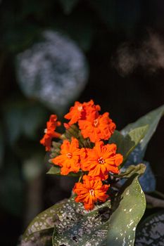 Orange flowers on a geiger tree Cordia sebestena in Naples, Florida