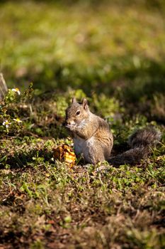 Brown Little Shermans fox squirrel Sciurus niger shermani sits on the grass to eat in Liberty Park, Naples, Florida