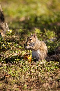 Brown Little Shermans fox squirrel Sciurus niger shermani sits on the grass to eat in Liberty Park, Naples, Florida