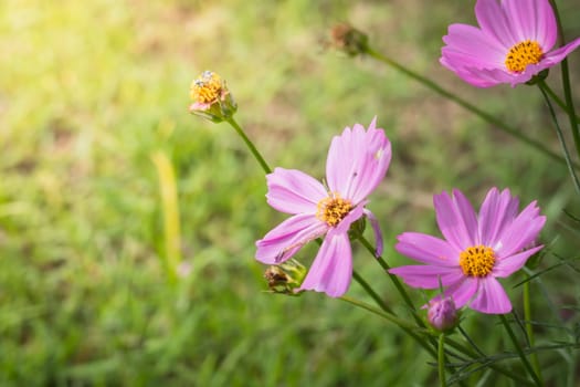 The background image of the colorful flowers, background nature