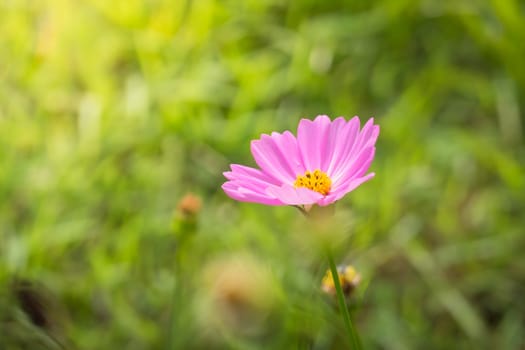 The background image of the colorful flowers, background nature