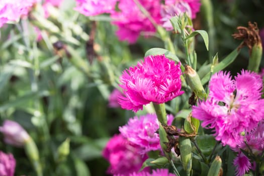 The background image of the colorful flowers, background nature