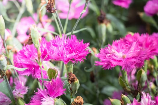 The background image of the colorful flowers, background nature