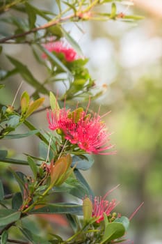 The background image of the colorful flowers, background nature