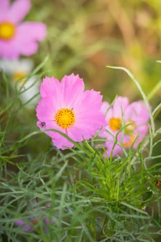 The background image of the colorful flowers, background nature