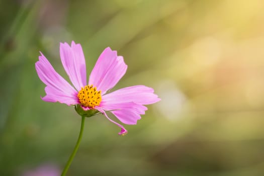 The background image of the colorful flowers, background nature