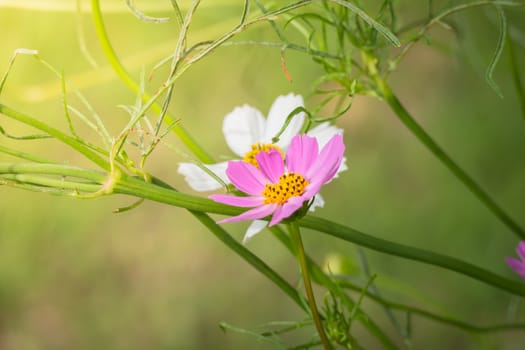 The background image of the colorful flowers, background nature