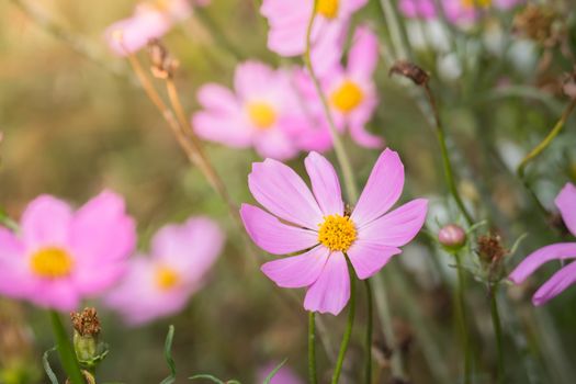 The background image of the colorful flowers, background nature