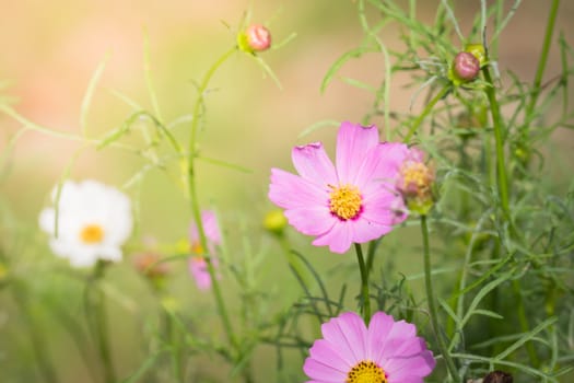 The background image of the colorful flowers, background nature