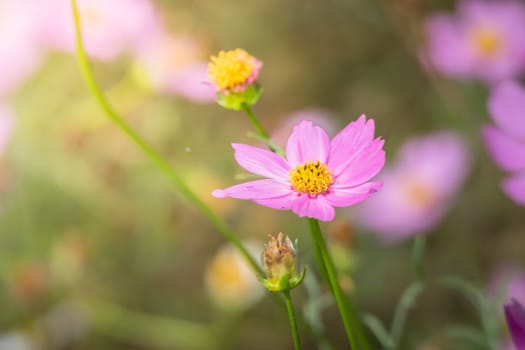 The background image of the colorful flowers, background nature