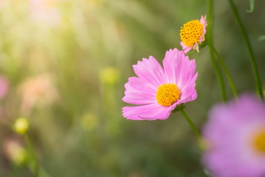 The background image of the colorful flowers, background nature