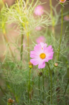 The background image of the colorful flowers, background nature