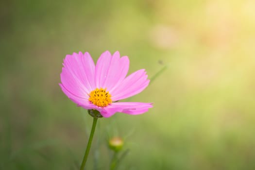 The background image of the colorful flowers, background nature