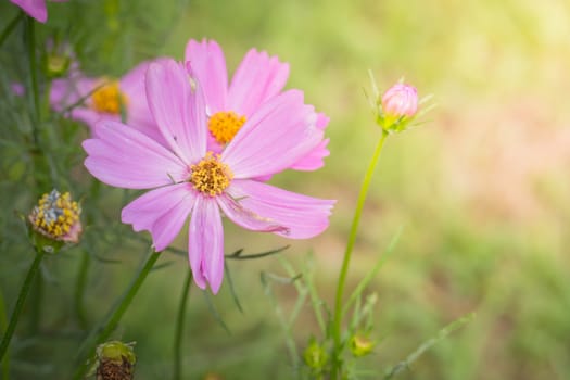 The background image of the colorful flowers, background nature