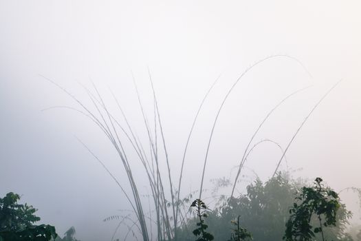 Bamboo and water drops on spider web among the mountains and mist