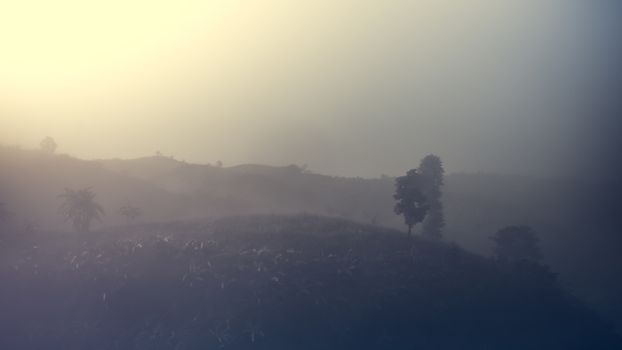 Landscape of forest and mountains among mist