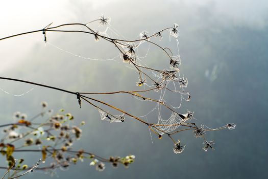 flower and water drops on spider web in morning