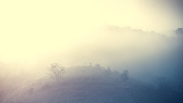 Landscape of forest and mountains among mist