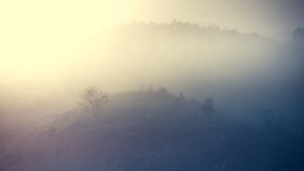 Landscape of forest and mountains among mist