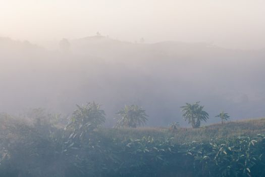 Landscape of forest and mountains among mist