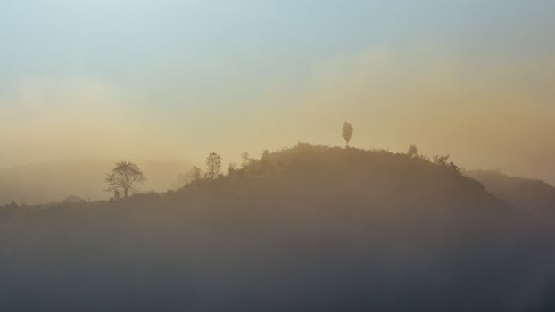 Landscape of forest and mountains among mist