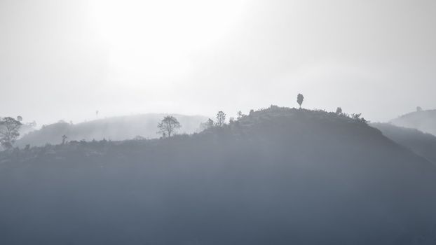 Landscape of forest and mountains among mist