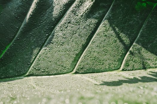 Dew drops on lotus leaf in morning