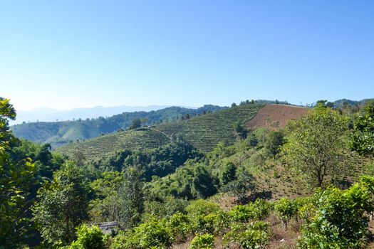 Landscape of Tea Plantation planted on mountain