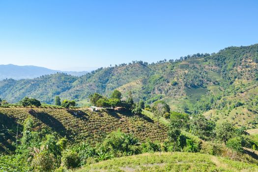 Landscape of forest and mountain