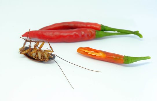 A chili can chase cockroaches,Close up cockroach chili on isolated style.