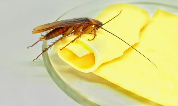 Close up cockroach and Cheese on isolated style.