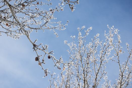 Frost-covered tree branches in winter