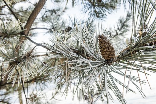 Frost-covered pinecone and pine needles in winter