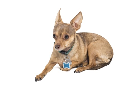Chihuahua dog laying down isolated against a white background