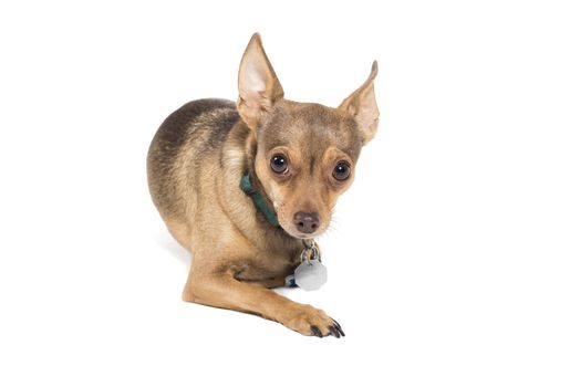 Curious chihuahua dog looking at camera isolated against a white background