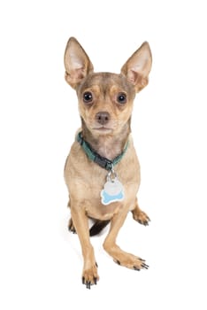 Chihuahua dog isolated against a white background
