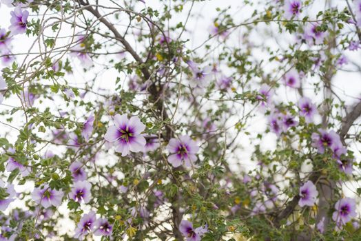 Bunch of pink and purple  blooming flowers