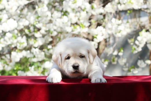 the little yellow labrador puppy sitting in the park in spring