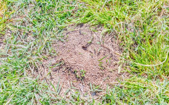 Anthill closeup. Photographed on a sunny day on a lawn of a public urban park