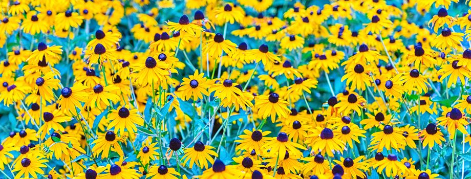 Field of black-eyed Susan (Rudbeckia hirta) flowers with selective focus. May be used as background