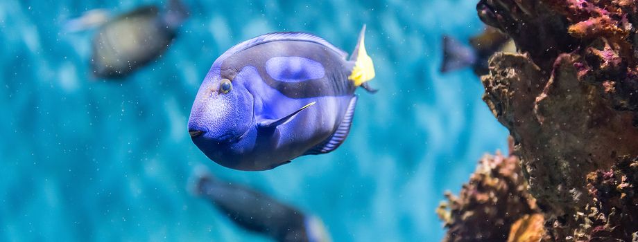 Closeup of a Paracanthurus hepatus, a species of surgeonfish, aka regal blue tang, as seen in aquarium environment. Children use to call it "Dory", due to a very popular animation movie