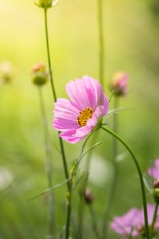 The background image of the colorful flowers, background nature