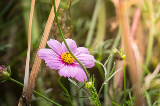 The background image of the colorful flowers, background nature