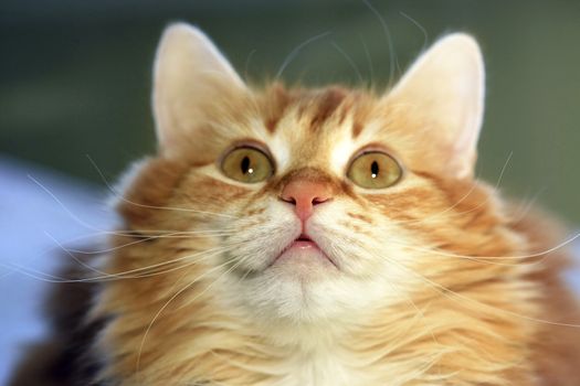 Portrait of a young red-haired cats