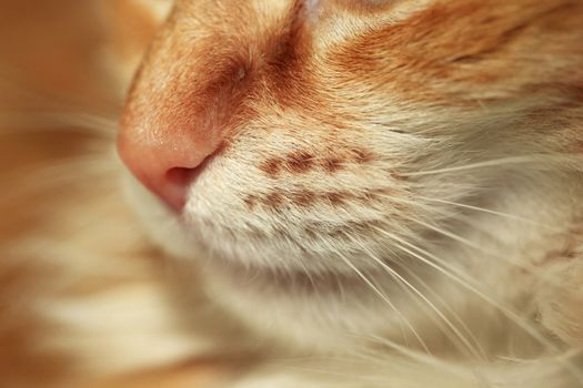 Close-up of a nose of a red cat